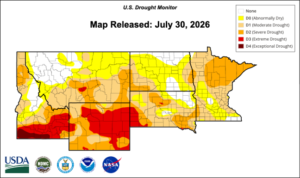 Spring Wheat Under Pressure: What Drought Means in the Final Weeks of the Season